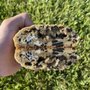 Photo of The Groovy Cookie