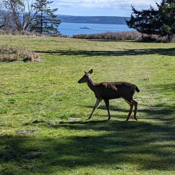 Fort Worden State Park - Deer on the move to greener grass as a WA state ferry passes by in the background. - Parks Near Me - Port Townsend, Washington Fort Worden State Park - Deer on the move to greener grass as a WA state ferry passes by in the background. - Parks Near Me - Port Townsend, Washington