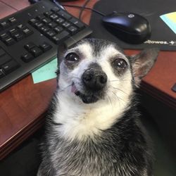 Jasny Michelle Gerhard Veterinarian - Missy