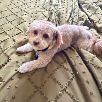 Leading the Pack - Haircut is perfect for the summer for my little fluff ball. Not too short and not too long either! - Pet Groomers Near Me - Oakland, California
