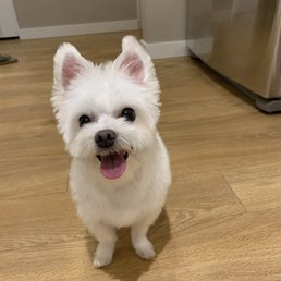 Fresh cut. I did reshaped below the ears(on side of the face)a tiny bit after this photo was taken tho
