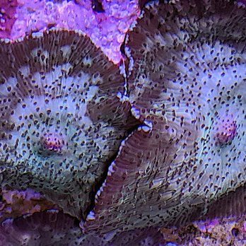 The Reef Farm - Aquarium Services Near Me - Raleigh, North Carolina