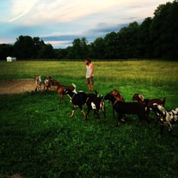 Shellbark Hollow Farm - The herd in summertime! They're loving their new Honey Brook, PA location.