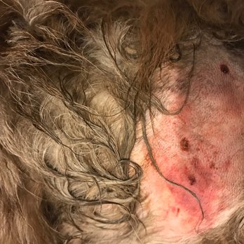 Dog Daze - self inflicted huh - Pet Training Near Me - Charleston, South Carolina