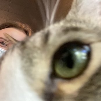 NEKO: A Cat Cafe - Chaos Cat - Themed Cafes Near Me - Seattle, Washington NEKO: A Cat Cafe - Chaos Cat - Themed Cafes Near Me - Seattle, Washington