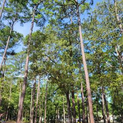 Myrtle Beach KOA - Tall trees