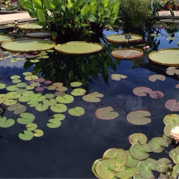 Denver Botanic Gardens - Lily pad pond - Botanical Gardens Near Me - Denver, Colorado