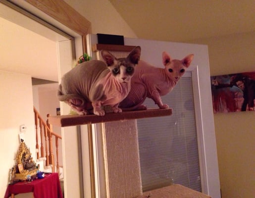 cat doctor federal way