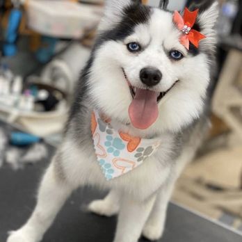 Scottie Paws Pet Resort & Spa - My baby Cali all groomed - Pet Groomers Near Me - Miami, Florida