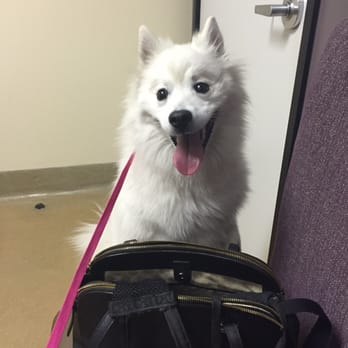 VCA Orange County Veterinary Specialists - My Juno baby after the techs brought her back!! Happy pup and she gets to go home! - Emergency Pet Hospital Near Me - Tustin, California VCA Orange County Veterinary Specialists - My Juno baby after the techs brought her back!! Happy pup and she gets to go home! - Emergency Pet Hospital Near Me - Tustin, California