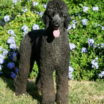 Top Paw Pet Spa - Pet Groomers Near Me - College Station, Texas Top Paw Pet Spa - Pet Groomers Near Me - College Station, Texas
