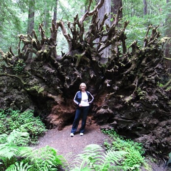 Montgomery Woods State Reserve - Parks Near Me - Ukiah, California