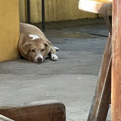 Lazy Dog Bed And Breakfast - Just lounging around