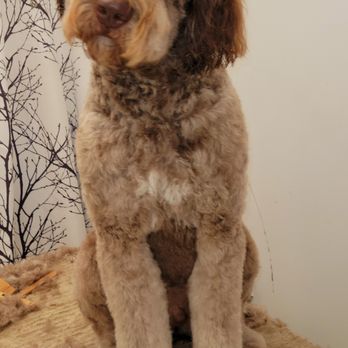 Muttly krew kutz - Pet Groomers Near Me - Johnstown, New York