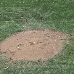 Rubios Tree Service And Landscaping - After