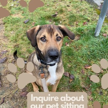 Pet Staycation - Inquire about our pet sitting services today! - Pet Sitting Near Me Pet Staycation - Inquire about our pet sitting services today! - Pet Sitting Near Me