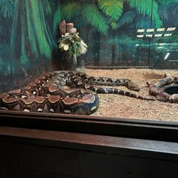 Reptile Lagoon