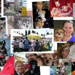 Chihuahua Rescue & Referral - Activities