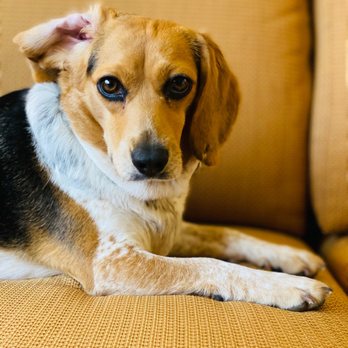 Navy Gateway Inns & Suites - The NGIS Oceana is Pet-friendly - Hotels Near Me - Virginia Beach, Virginia Navy Gateway Inns & Suites - The NGIS Oceana is Pet-friendly - Hotels Near Me - Virginia Beach, Virginia