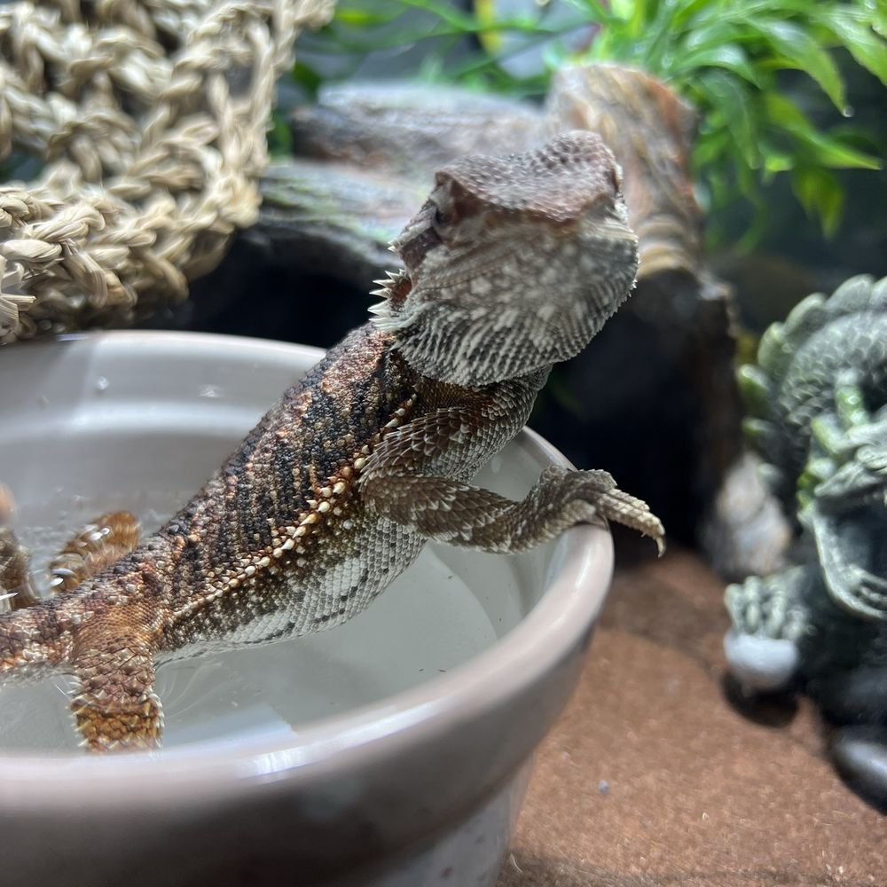 Beast Pets & Supplies - Reptile Shops Near Me - Spring Valley, California Beast Pets & Supplies - Reptile Shops Near Me - Spring Valley, California
