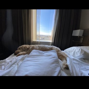 AC Hotel Grand Rapids Downtown - AC hotels. Where pups dreams come true!!! - Hotels Near Me - Grand Rapids, Michigan