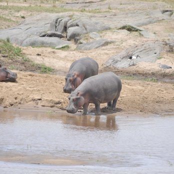 Proud African Safaris - Hippos - Travel Services Near Me - Beverly, Massachusetts Proud African Safaris - Hippos - Travel Services Near Me - Beverly, Massachusetts