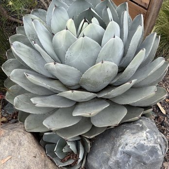Xeric Oasis - Agave Cactus #1 - Landscape Architects or Designers Near Me