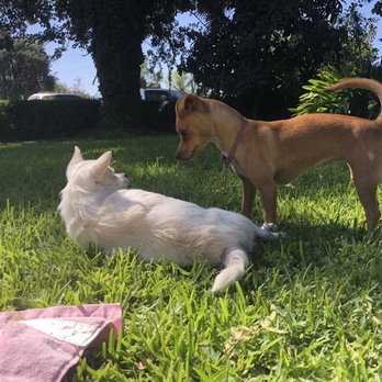 Happi Dogs - Dog Walkers Near Me
