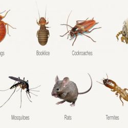 Quick Pest Control