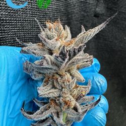 Super Chronic Club - Jiggler's by evergrow.