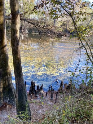 Madison Blue Spring State Park by null