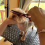 Photo of Kiki’s Pets Boutique