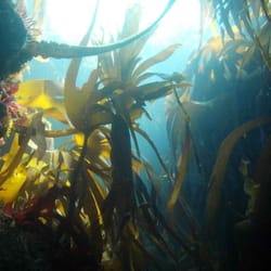 Wavecrest Scuba
