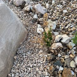 GrowPro Landscaping and Maintenance - Nearly dead (it is completely dead now) planted by Grow Pro Landscaping