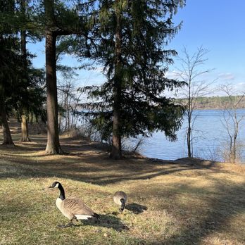Loch Raven Reservoir - Geese - Hiking Near Me - Baltimore, Maryland Loch Raven Reservoir - Geese - Hiking Near Me - Baltimore, Maryland