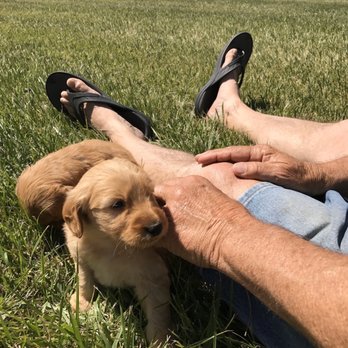 Colony Breeders - Pet Breeders Near Me