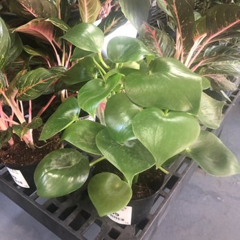 GARDENWORKS - Teardrop peperomia - Nurseries & Gardening Near Me - Fort Lauderdale, Florida GARDENWORKS - Teardrop peperomia - Nurseries & Gardening Near Me - Fort Lauderdale, Florida