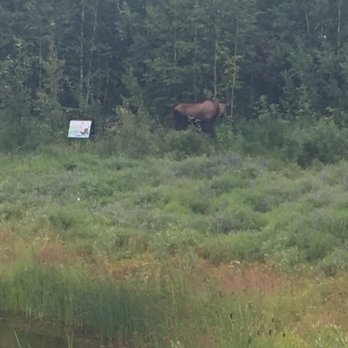Wedgewood Resort - Moose on the lake by property - Resorts Near Me - Fairbanks, Alaska