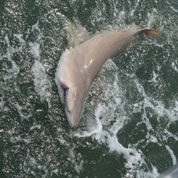 Top Fin Charters