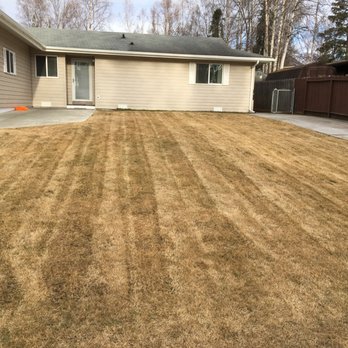 Lawn Savers Lawn Care - a freshly mowed lawn - Gardeners Near Me - Anchorage, Alaska Lawn Savers Lawn Care - a freshly mowed lawn - Gardeners Near Me - Anchorage, Alaska