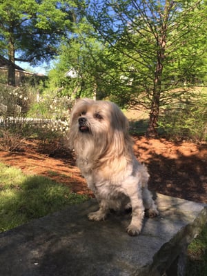 Cabbagetown Park by null