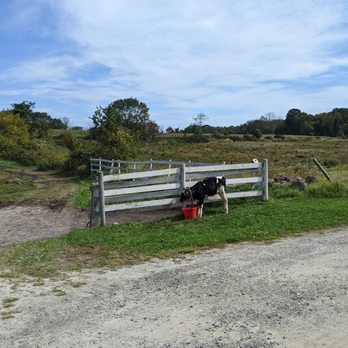 Bunnell Farm - Farms Near Me - Litchfield, Connecticut Bunnell Farm - Farms Near Me - Litchfield, Connecticut