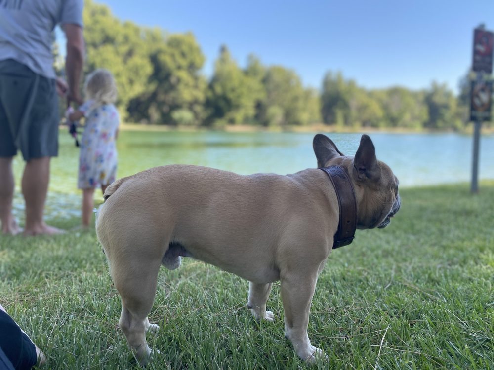 stud french bulldog