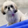 Photo of Diggity Doggy