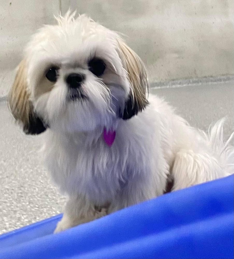 Diggity Doggy - pet boarding facility in Plainfield, IL