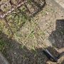 Big Kountry Yard & Lawn Service