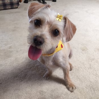 Ann's Pet Grooming - Happy pup after grooming! - Pet Groomers Near Me - Brea, California