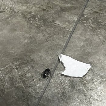 Planet Fitness - Huge cockroaches at this location. - Gyms Near Me - Manassas, Virginia Planet Fitness - Huge cockroaches at this location. - Gyms Near Me - Manassas, Virginia