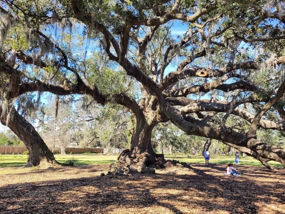 Tree of Life - tree service in New Orleans, LA