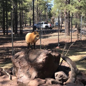 Bearizona - Fox - Zoos Near Me - Williams, Arizona